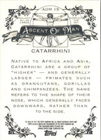 2011 Topps Allen & Ginter Ascent of Man Catarrhini #AOM15